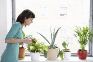 Woman Watering Houseplants